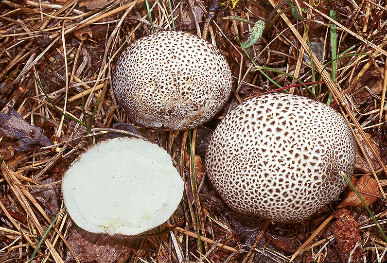 Calvatia subcretacea